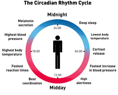 cortisol and melatonin.webp__PID:f37f7220-7345-4648-b5d5-24c0cef28a46
